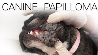 Canine Papilloma Virus  Extreme Case [upl. by Bogoch]