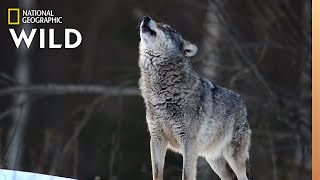 Wolves 101  Nat Geo Wild [upl. by Ahseit]