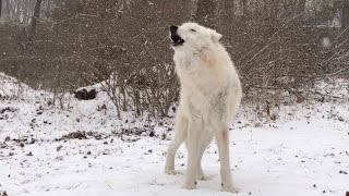 Arctic Wolf Atka Howls in the Snow [upl. by Nonnaehr]