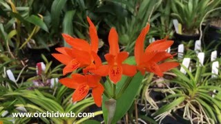 OrchidWeb  Cattleya aurantiaca [upl. by Atims]