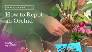 How to Repot or Transplant an Orchid by Tagawa Gardens [upl. by Enihpets]