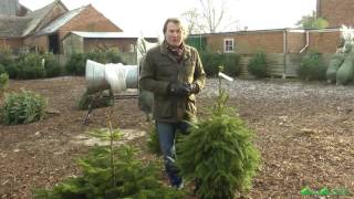 Planting a potted Christmas Tree  David Domoney [upl. by Gentry]