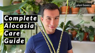 Alocasia Zebrina Complete Care Guide Repotting and Common Problems [upl. by Notniuqal]