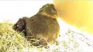 Meerschweinchen Geburt Guinea pig giving birth [upl. by Brad]