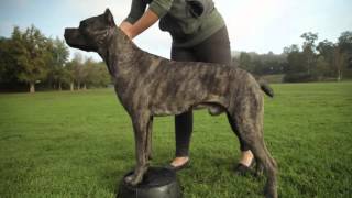 CANE CORSO A DOG LOVERS INTRODUCITION [upl. by Chic]