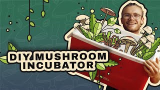 How to Incubate Mushrooms DIY Incubator [upl. by Ahtekahs]