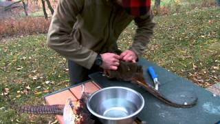 From Field to Table How to Clean a Pheasant [upl. by Oicaroh]