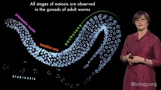 Abby Dernburg UC Berkeley  LBNL  HHMI Part 1 Meiosis an Overview [upl. by Cone]