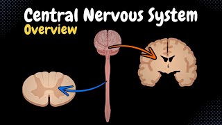 Overview of the CNS Pars Neurons Neuroglia White amp Grey Matter Development  Anatomy [upl. by Peers]