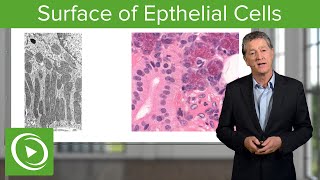 Epithelial Cells Surface amp Infoldings – Histology  Lecturio [upl. by Boarer657]