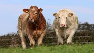 Irish Charolais Cattle Society on Michael Reillys Farm [upl. by Callan527]