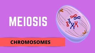 MEIOSIS HOMOLOGOUS CHROMOSOMES SISTER CHROMATIDS amp GENETIC VARIATION [upl. by Etnohs]