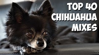 Top 40 Most Popular Chihuahua Mixes 🐶 2020 [upl. by Arama]