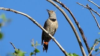 Northern Flicker Calling  British Columbia Birds [upl. by Karim]