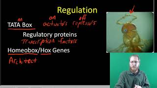 Prokaryotic and Eukaryotic Gene Regulation [upl. by Akalam]