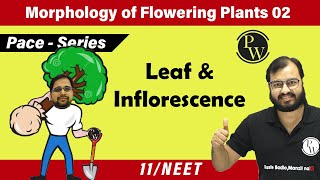 Morphology of Flowering Plants 02  Leaf amp Inflorescence  Class 11  Pace Series  NEET [upl. by Kylynn687]