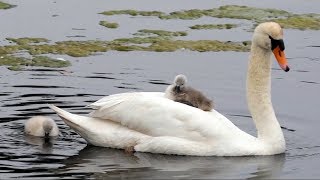 Mute Swan Cygnet on Mothers Back [upl. by Dihgirb532]