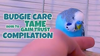 Budgie Care  How to Tame Gain Trust Compilation [upl. by Akeret787]