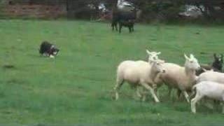 Border Collie Herding Sheep [upl. by Anama213]