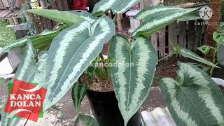 Homalomena  Tanaman Hias Daun [upl. by Lotty356]