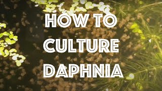 How To Culture Daphnia Magna [upl. by Ingaberg]