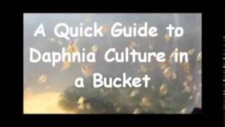 How to culture daphnia outside [upl. by Nickelsen]