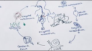 Fasciola Hepatica lifecycle  English   Liver Fluke  Lifecycle [upl. by Appilihp849]