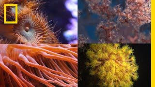 Coral Reefs 101  National Geographic [upl. by Archie104]