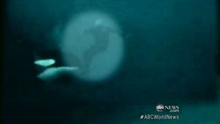 Killer Whale Attacks Trainer Caught on Tape [upl. by Daenis273]