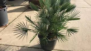 Chamaerops humilis ‘Cerifera’ [upl. by Russ]