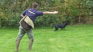 Gundog training Teaching directions [upl. by Drahsir]