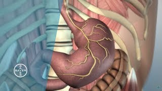 How does the Stomach Function [upl. by Eduard]