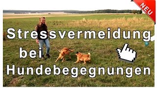 Hundebegegnungen mit und ohne Leine  Stressvermeidung bei Hundebegegnungen [upl. by Daitzman69]