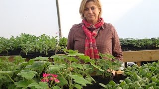 How to take pelargonium cuttings [upl. by Bromley]