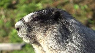 MARMOT SCREAM [upl. by Ennaj]