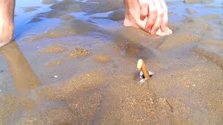 How to Catch a Razor Fish  Clam with just Salt [upl. by Hammad]