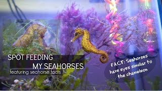 FEEDING MY SEAHORSES Plus Seahorse Facts [upl. by Zoltai]