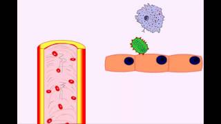 USMLE Animated Immunology  Infection amp Acute Inflammation  Monocytes amp Macrophages [upl. by Malcom]