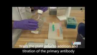 How To Perform an Indirect ELISA [upl. by Llerral618]