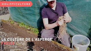 la culture de lasperge facile [upl. by Doraj]