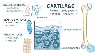 le cartilage  types structure et croissance [upl. by Aibat]