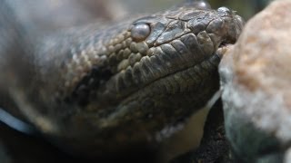 Titanoboa Monster Snake  Titanoboa at the Zoo [upl. by Frodine469]