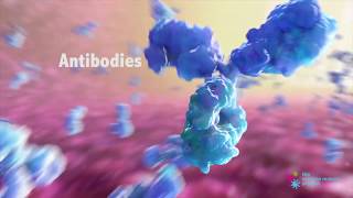 How do Antibodies Work [upl. by Ahseral]