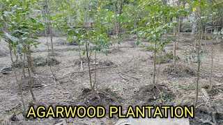 AGARWOOD PLANTATIONagarwood farming [upl. by Tyree]