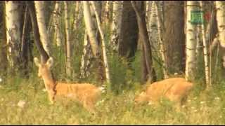 Jagd auf Sibirische Rehböcke in Kurgan [upl. by Tibbitts538]