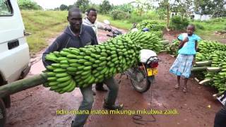 Innovation in banana cropping systems [upl. by Dixil]