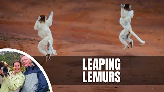 Dancing Sifaka in Berenty Reserve Madagascar [upl. by Enner]