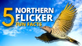 5 Interesting and Fun Facts About the Unusual Northern Flicker [upl. by Orman]