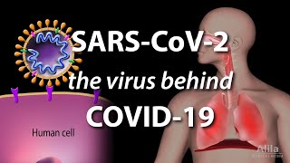 Episode 6 How Do Viruses Spread From Surfaces To People [upl. by Riha700]