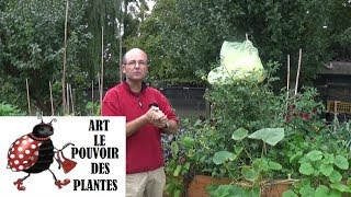 Conseils jardinage comment protéger vos pieds de tomates du mildiou [upl. by Brew]